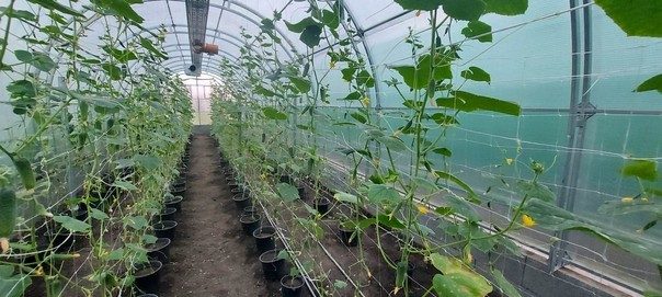 Őszi uborka a növényházban