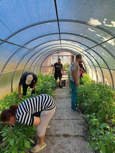 Helyi dolgozók paprikát szednek egy fóliasátorban